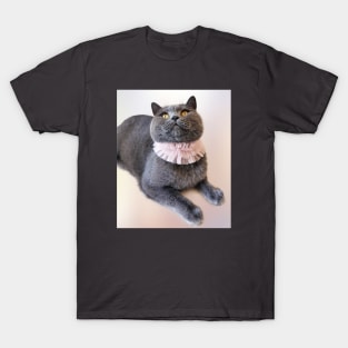 British Shorthair Waiting for Something Yummy - Blue Cat Photograph T-Shirt